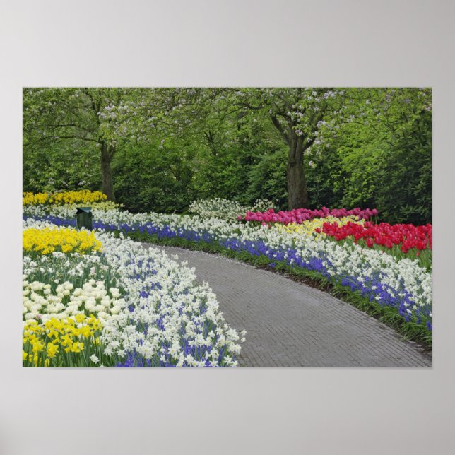 Poster Caminho de calçada através de tulipas e narcisos, (Frente)