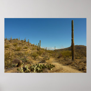 Póster Caminho de Carillo do Saguaro no Parque Nacional d