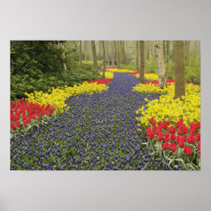 Póster Caminho de Hyacinth de Uvas, narcídeos e