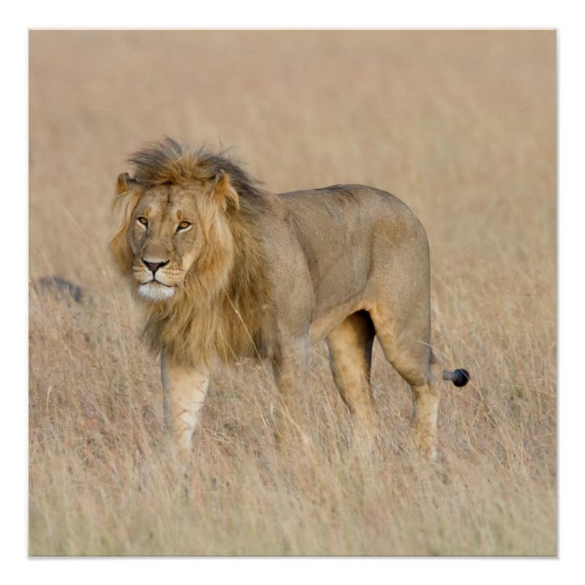 Póster Caminho de leão (Frente)