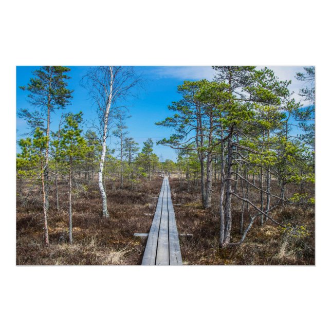 Póster Caminho de madeira sobre o pântano (Frente)