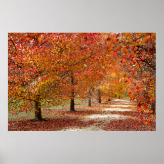 Poster Caminho de Outono