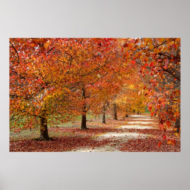 Poster Caminho de Outono (Frente)