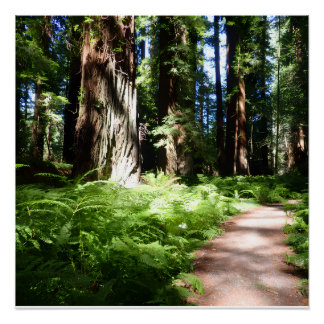 Póster Caminho de Redwood