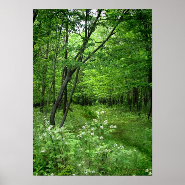 Póster Caminho do Woodland (Frente)