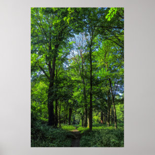 Poster Caminho do Woodland. Blackweir Woods, Cardiff, Pa