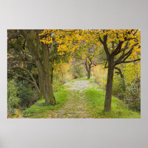 Poster Caminho em Linha Árvore no outono