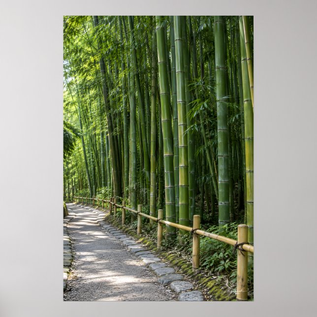 Poster Caminho Espesso da Floresta de Bambu com Cerca Rús (Frente)