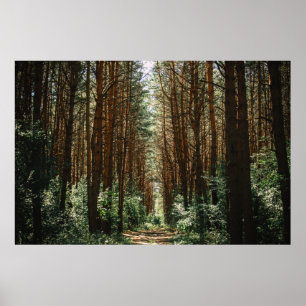 POSTER CAMINHO NA FLORESTA