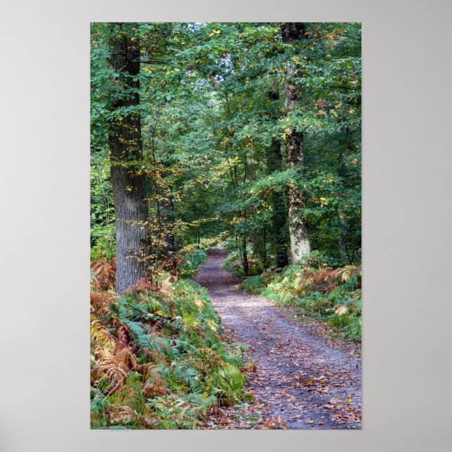 Poster Caminho na floresta de outono, Floresta de Saint G (Frente)