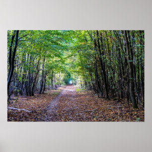 Poster Caminho na floresta do outono, Floresta Germain Sa