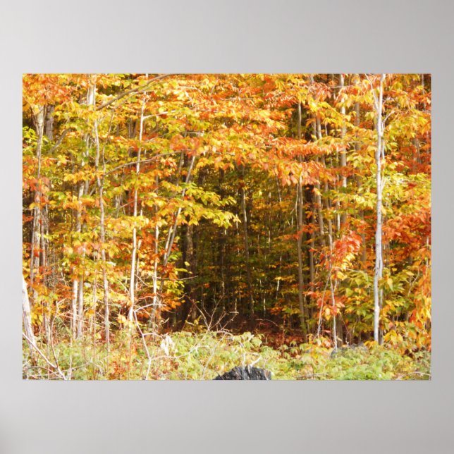 Póster Caminho Nas Montanhas Adirondacks (Frente)