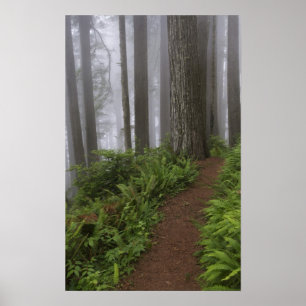 Póster Caminho pelas árvores gigantes de pau-rosa envolt