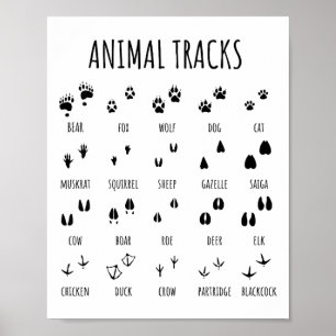 Poster Camiseta de rastros de animais exploradores da nat