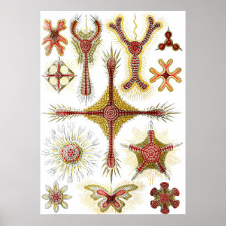 Póster Camomila Selvagem por Ernst Haeckel, Natureza Vint