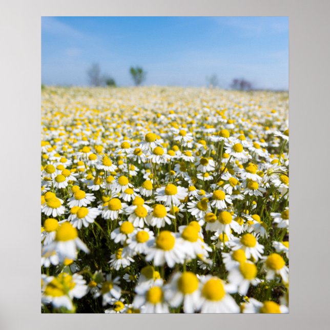 Póster Camomile Field, Hungria (Frente)