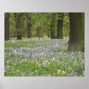 Póster Campainhas azuis e carvalhos na primavera, Little