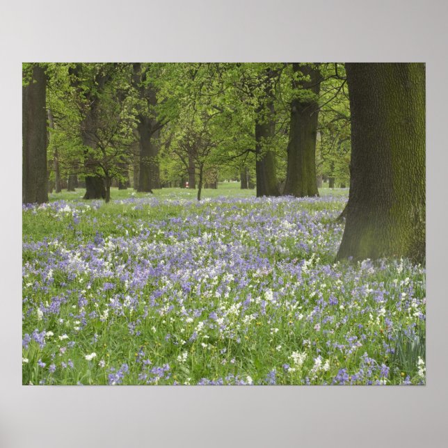 Póster Campainhas azuis e carvalhos na primavera, Little  (Frente)