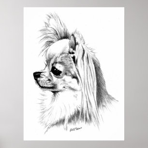 Póster Campeão da chihuahua de Longcoat