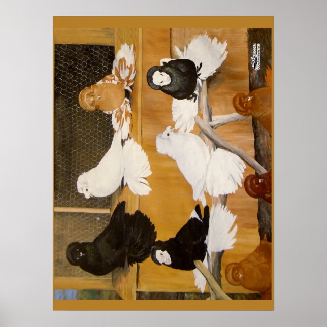 Póster Campeões de Trumpeter Pigeon (Frente)