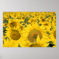 Campo Amarelo de Girassóis Fotografia