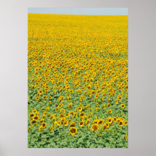 Poster Campo amarelo do girassol