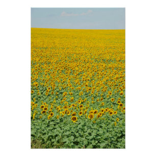 Póster Campo amarelo do girassol