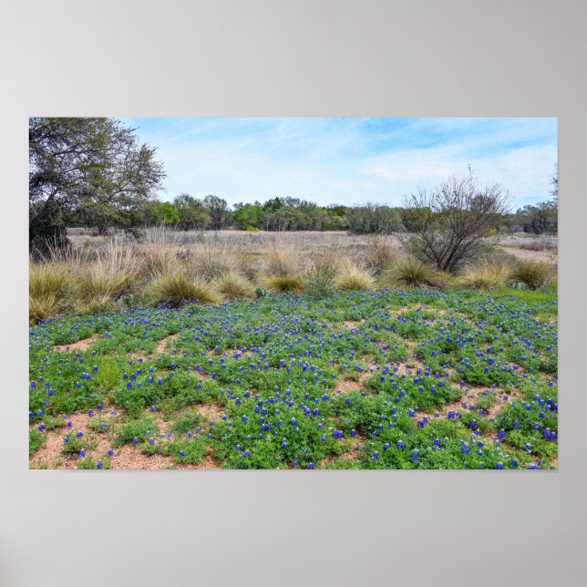 Poster Campo Bluebonnet, Austin, Texas (Frente)
