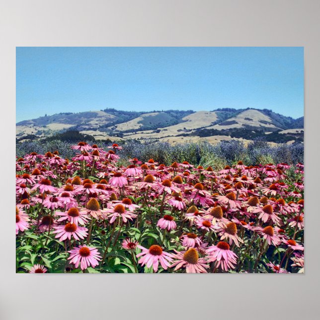 Poster Campo Cênico de Flores de Cone Rosa (Frente)