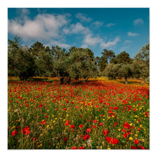 Póster campo com flores e árvores (Frente)