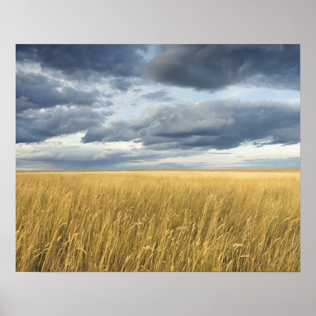 Poster Campo com nuvens de tempestade (Frente)
