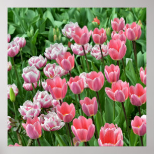 Poster Campo com tulipas rosa
