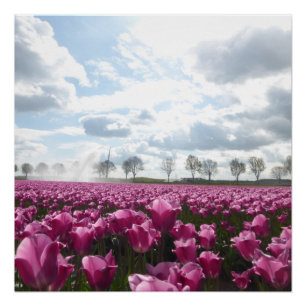 Póster Campo cor-de-rosa das tulipas com o poster do céu