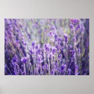 Poster Campo da lavanda
