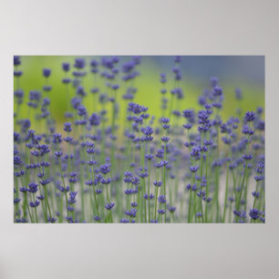 Poster Campo da lavanda