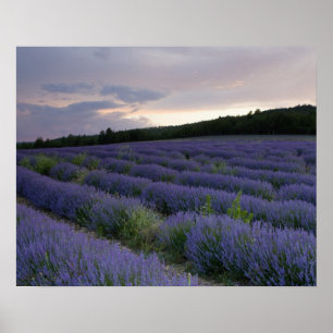 Póster Campo da lavanda no por do sol