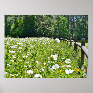 Poster Campo das flores com cerca de trilho