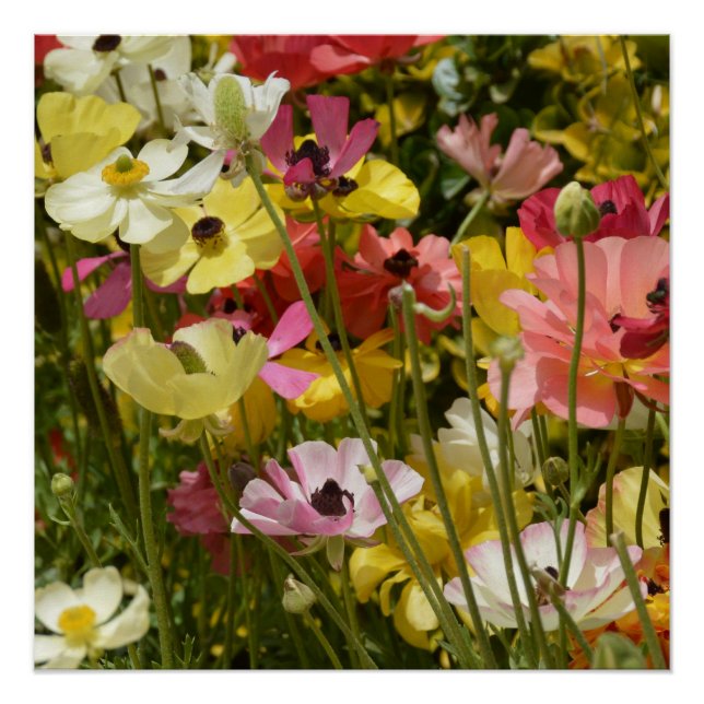 Póster Campo de Anêmonas (Frente)