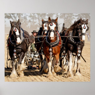 Poster Campo de aragem de cavalos