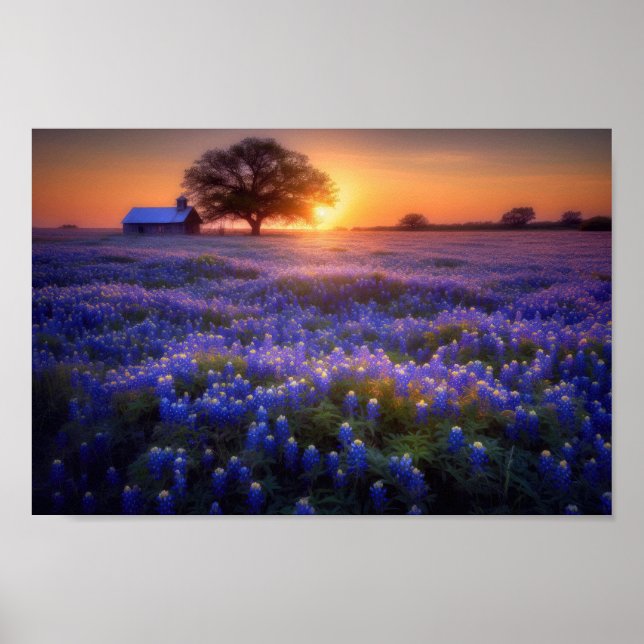 Poster Campo de Bluebonnet no pôr do sol com névoa antiga (Frente)