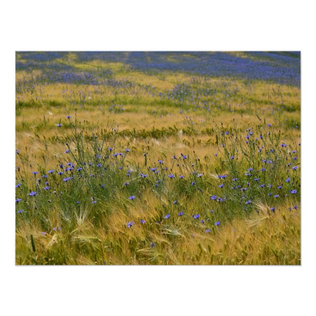 Póster Campo de Centáureas   (Frente)