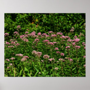 Poster Campo De Doce Joe Pye Weed Flowers Orton