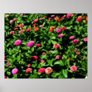 Poster Campo De Efeito Orton Da Flor De Zinnias
