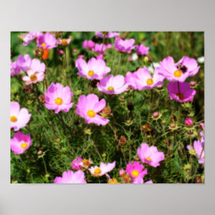 Poster Campo De Efeito Orton De Flor De Cosmos Rosa