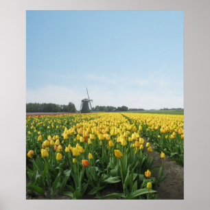 Poster Campo de Flor das Tulipas Amarelas Holland