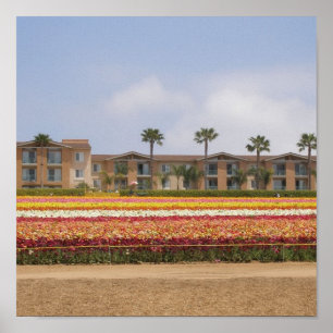 Poster Campo de flor de Carlsbad
