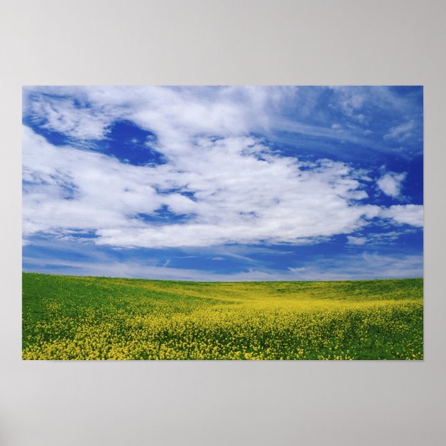 Póster Campo de flores de Canola ou Mostarda, Palouse (Frente)