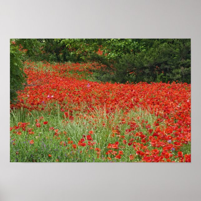 Póster Campo de flores de papoula híbrida plantadas ao lo (Frente)