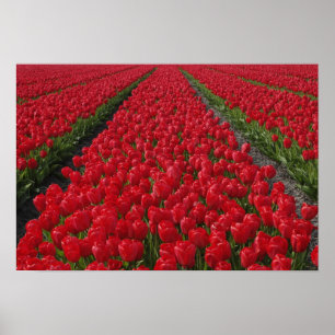 Póster Campo de flores de tulipas, Países Baixos, Holanda