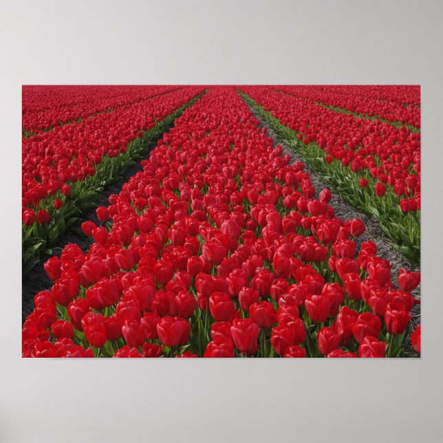 Póster Campo de flores de tulipas, Países Baixos, Holanda (Frente)